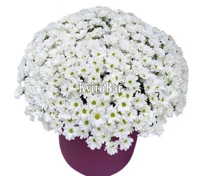 51 хризантема в коробці