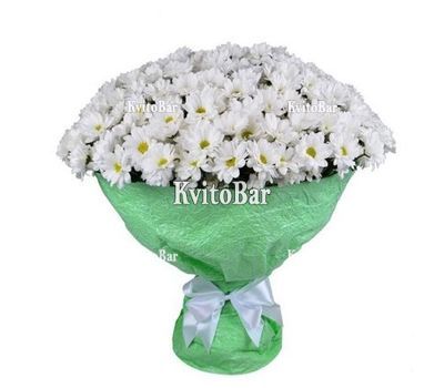 51 ромашкова хризантема