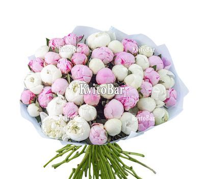 55 білих та рожевих півоній