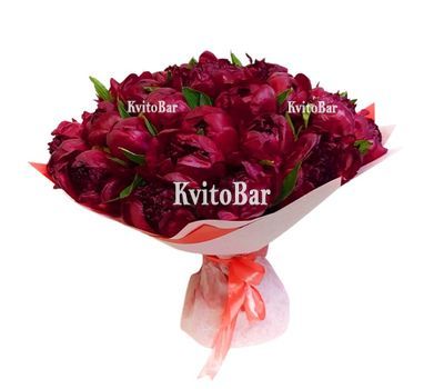 55 бордових півоній