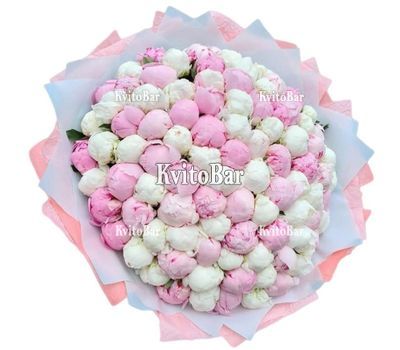 99 білих та рожевих півоній