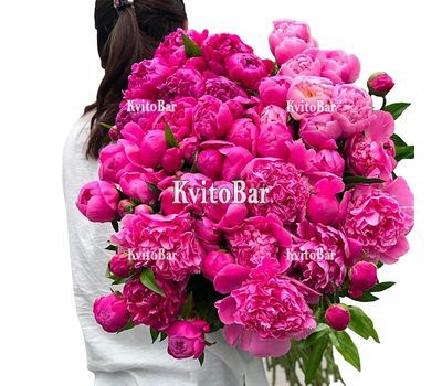 Букет із 101 рожевих півоній