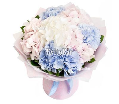 Букет із 7 гортензій різного кольору