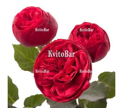 Кущова півонієподібна троянда Piano Freiland поштучно