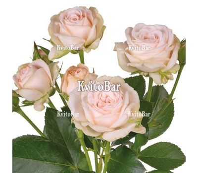 Кущові троянди Bombastic поштучно