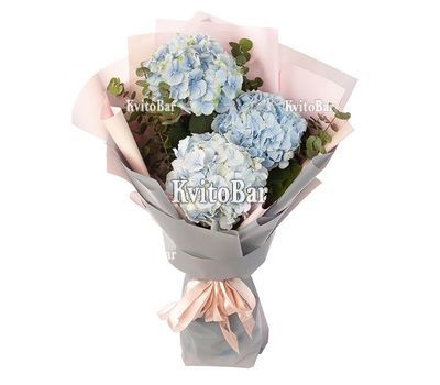 Ніжні блакитні гортензії