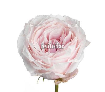 Троянда півонієподібна Tsumugi поштучно