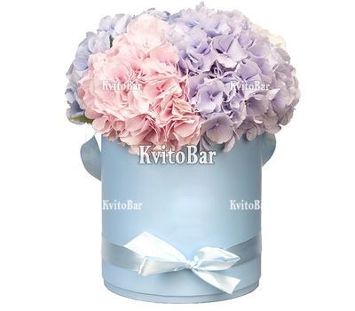 Гортензії у коробці