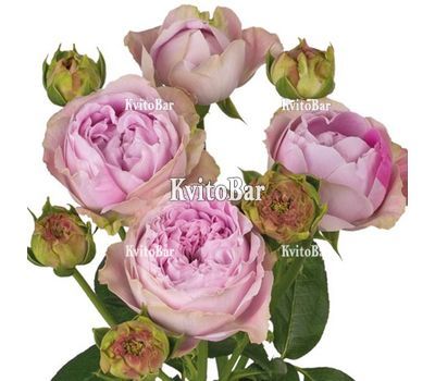 Peony-shaped rose Blossom Bubbles by the piece