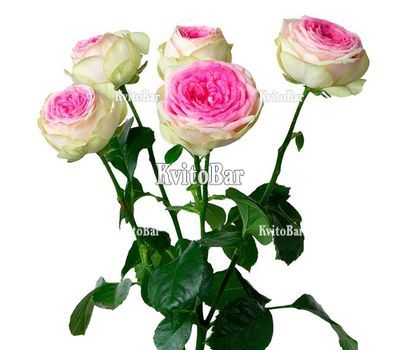 Півонієподібна троянда Gelato поштучно