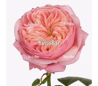 Півонієподібна троянда Harper поштучно