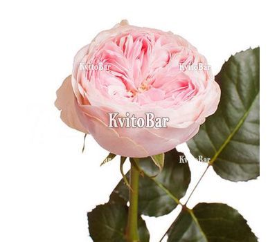 Півонієподібна троянда Mayfield поштучно