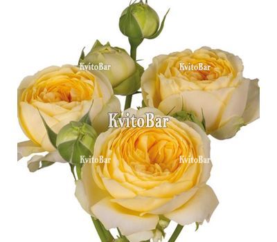 Півонієподібна троянда Pioni Bubbles поштучно