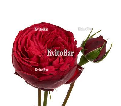Півонієподібна троянда Red Piano поштучно
