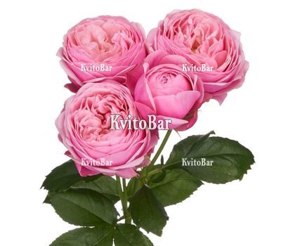 Півонієподібна троянда Silva Pink поштучно