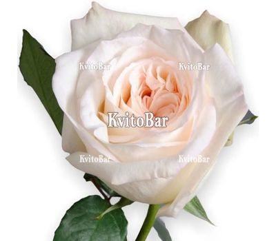 Півонієподібна троянда White Ohara поштучно