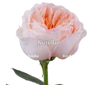 Peony-shaped rose Juliet by the piece